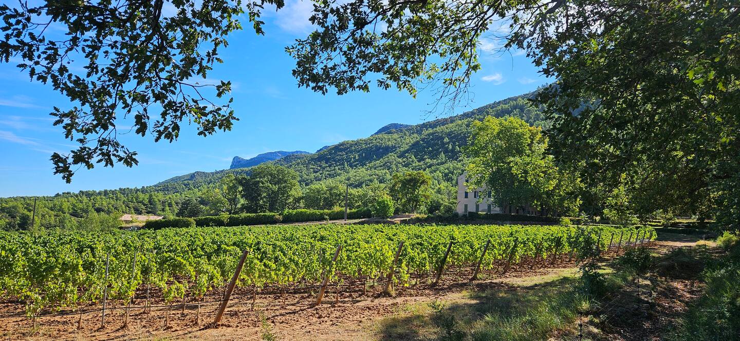 The estate vineyards in front of the bastide