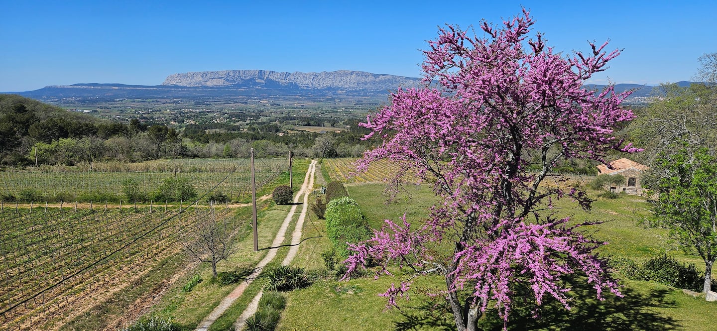 Domaine la Boucharde facing the Sainte-Victoire mountain in spring