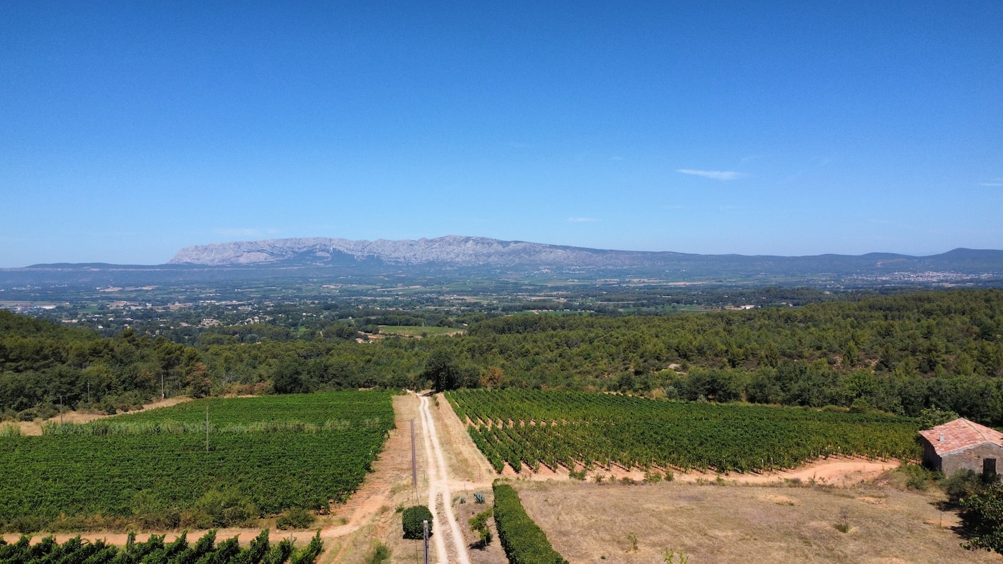 The estate vineyards facing the Sainte-Victoire